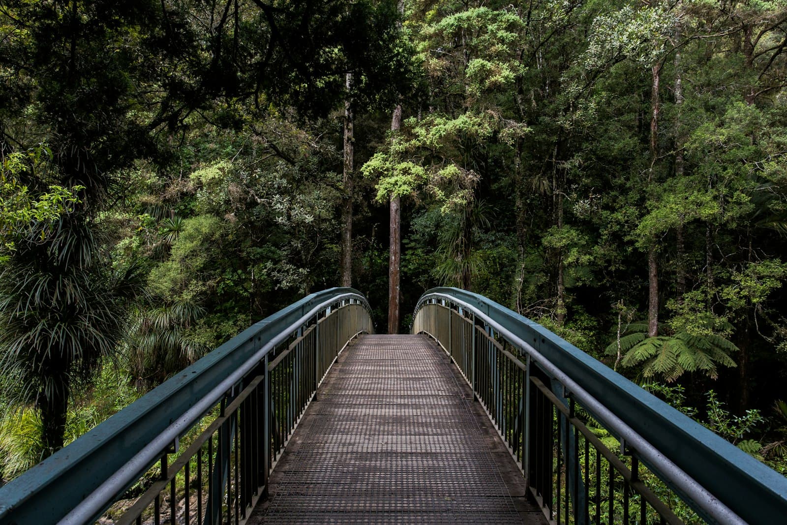 A footbridge leading gently into a green forest — a path walked together