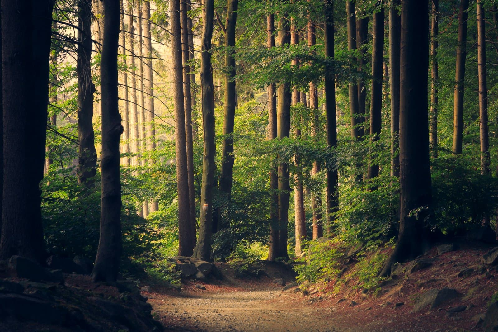 Soft natural light through forest trees, a calm and grounded scene